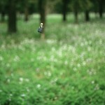 litter-mumu-02
