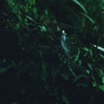litter-mumu-03